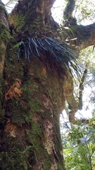 Haplopteris flexuosa