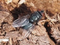 Protocalliphora