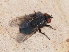 Protocalliphora