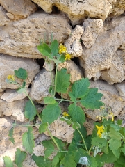Chelidonium majus