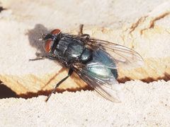 Protocalliphora