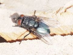 Protocalliphora