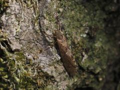 Rhyacophiloidea
