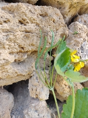 Chelidonium majus