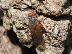 Brachyopa maculipennis