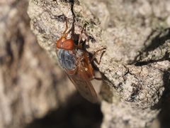 Brachyopa maculipennis