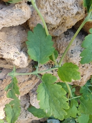 Chelidonium majus