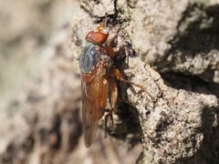 Brachyopa maculipennis