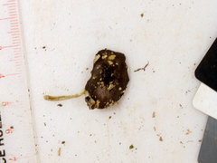 Bolbitius reticulatus