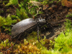 Cychrus italicus