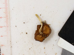 Bolbitius reticulatus