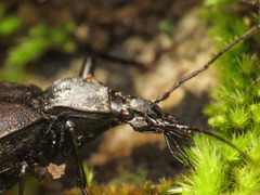 Cychrus italicus