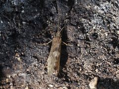 Rhyacophiloidea