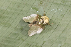 Disphragis manethusa