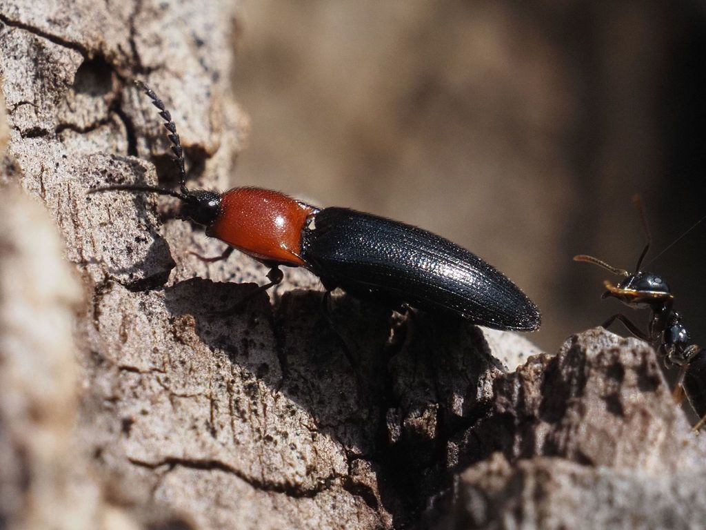 red-thorax click beetle