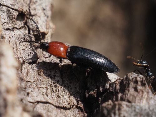 red-thorax click beetle