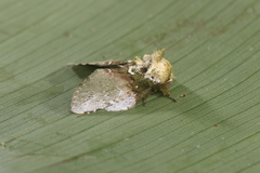 Disphragis manethusa
