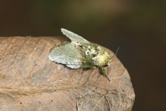 Disphragis manethusa