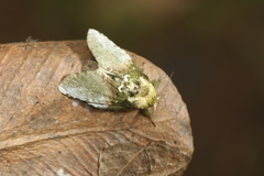 Disphragis manethusa