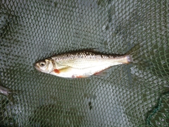 Alburnoides bipunctatus