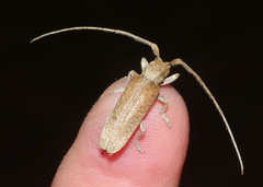 Stenidea alutacea
