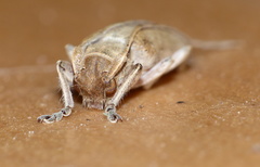 Stenidea alutacea