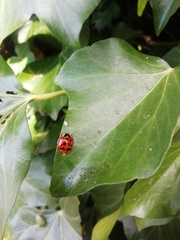 Harmonia axyridis