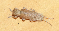 Stenidea alutacea