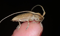 Stenidea alutacea