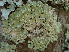 Menegazzia neozelandica