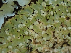 Menegazzia neozelandica