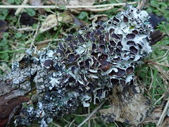 Parmotrema reparatum