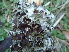Parmotrema reparatum