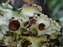 Parmotrema reparatum