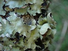 Parmotrema reparatum