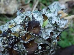 Parmotrema reparatum