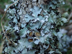 Parmotrema reparatum