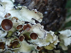 Parmotrema reparatum