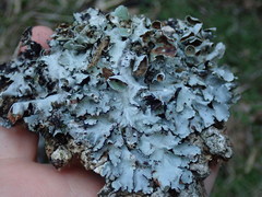 Parmotrema reparatum