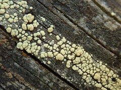 Lecanora polytropa