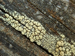 Lecanora polytropa