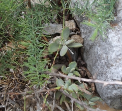 Crassula anso-lerouxiae