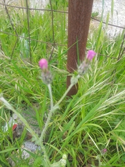 Carduus pycnocephalus