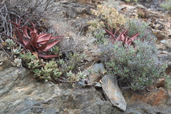 Crassula anso-lerouxiae