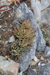 Crassula anso-lerouxiae