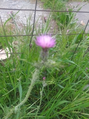 Carduus pycnocephalus