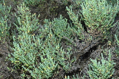 Tecticornia arbuscula