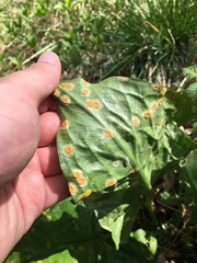 Puccinia sessilis