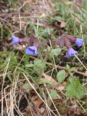 Pulmonaria affinis