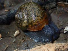 Helminthoglypta berryi